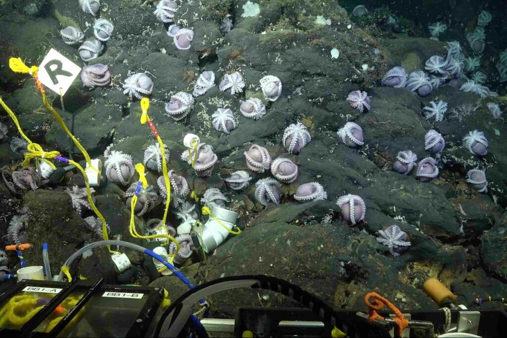 The areas around the hydrothermal springs and outcrop features support a massive biodiversity of life. Seen here are sponges, crinoids, and crustaceans (Schmidt Ocean Institute)