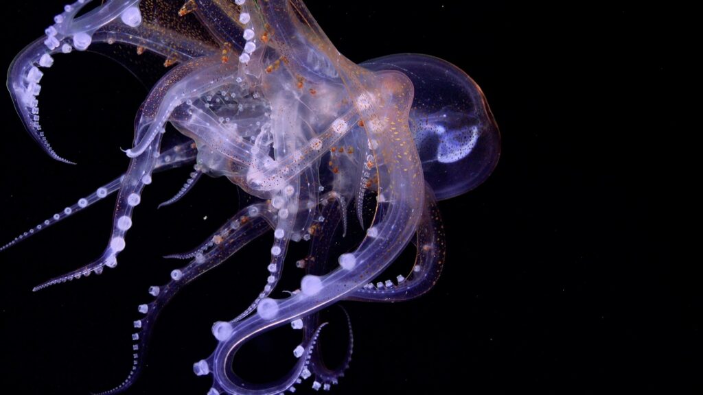 This sighting of a glass octopus (Vitreledonella richardi) was unusual. Researchers are not sure if it is engaged in predating or copulating, because it appears to be multiple octopuses intertwined (Schmidt Ocean Institute)