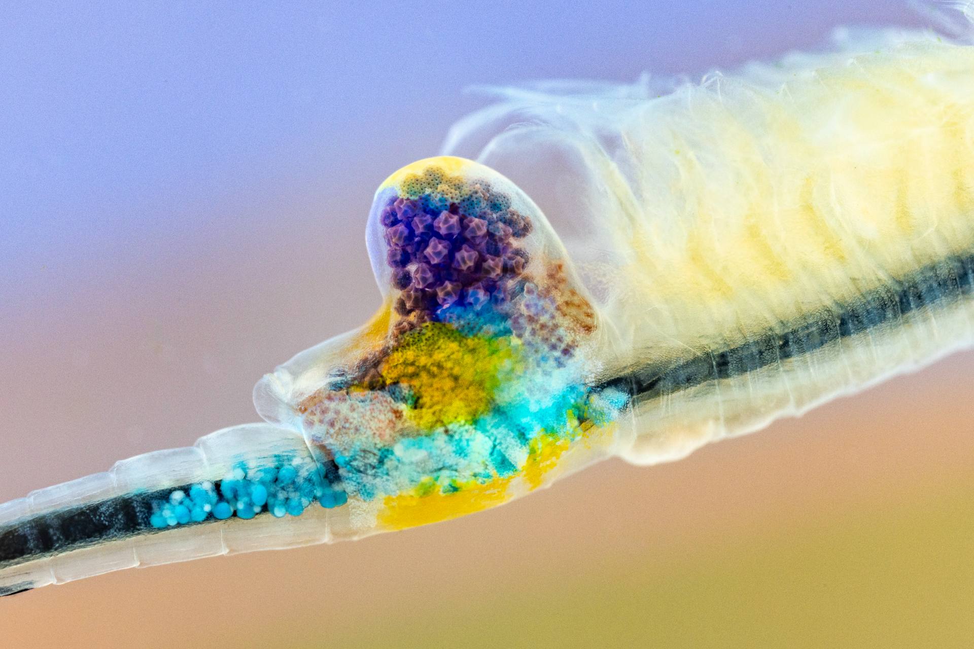 Fairy Shrimp Showing Colourful Eggs (© René Krekels / CUPOTY 5)