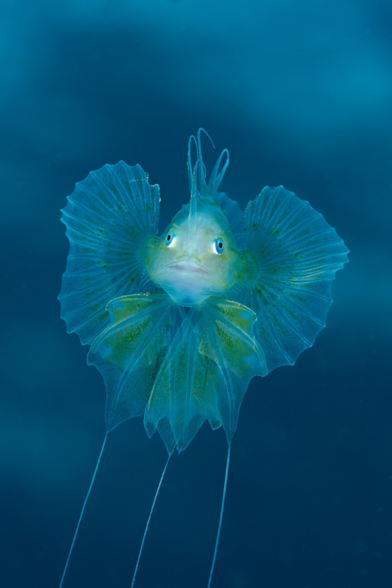 Shrimp & star bag Underwater Close-up win