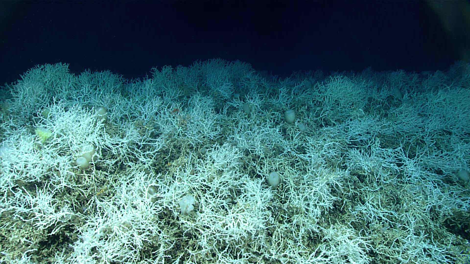 El arrecife de coral profundo es el más grande del mundo conocido
