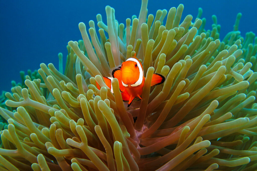 Orange clownfish 