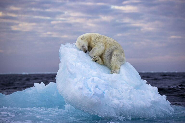 Niedźwiedź polarny wygrywa – łóżko lodowe (© Nima Sarikhani / Fotograf dzikiej przyrody roku)