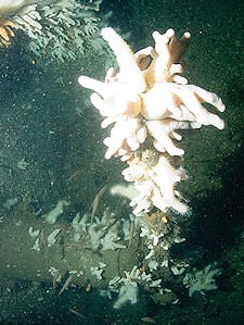 Gun on seabed