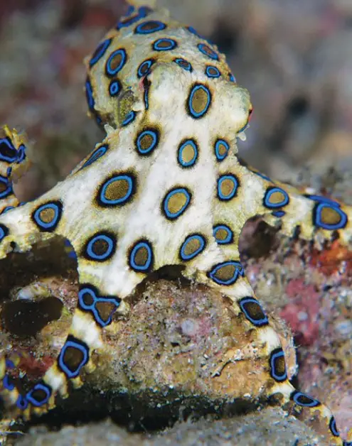 更大的蓝环章鱼 - Hapalochlaena lunulata
