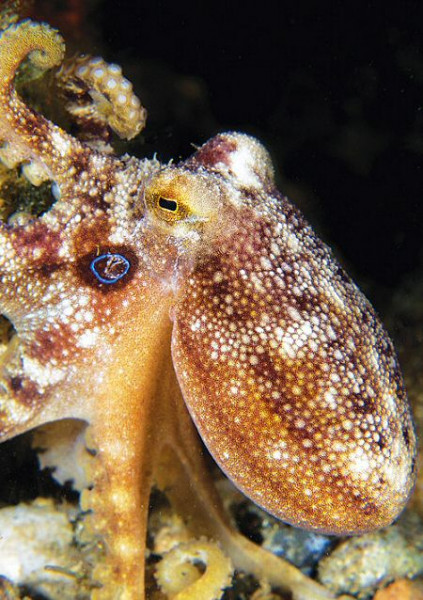 Poison ocellate astoņkājis - Octopus Mototi