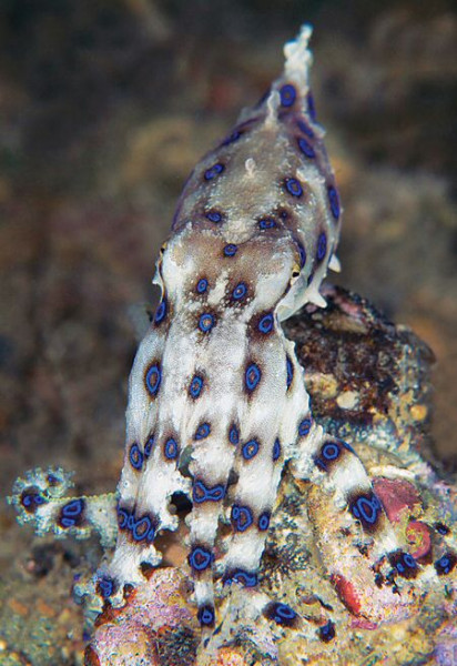 Среднекольцевой синекольчатый осьминог — Hapalochlaena sp4.