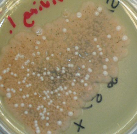 Mixed yeasts were also found on Mike Firth's kit