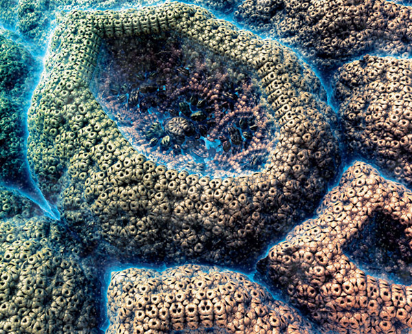 Coral 2 – dieser Algorithmus bietet eine Nahaufnahme eines Riffs