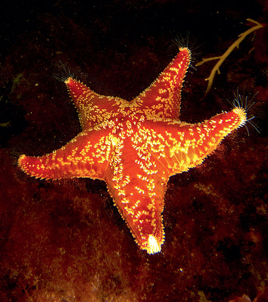 Rdeča morska zvezda