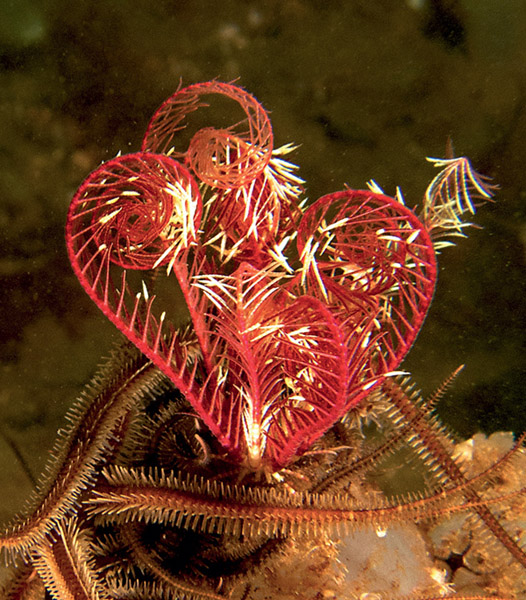 Heart-shaped brittlestar;