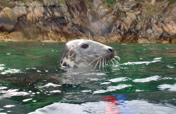 A Lundy seal at the surface