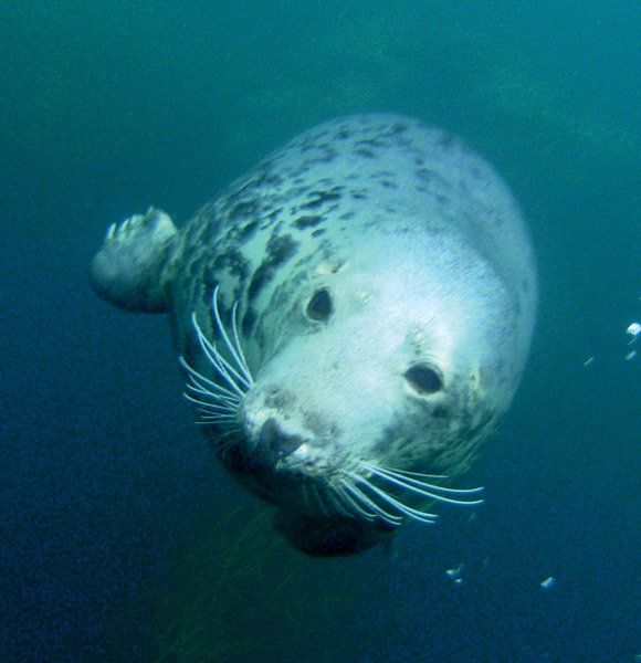 Una foca di Lundy sott'acqua