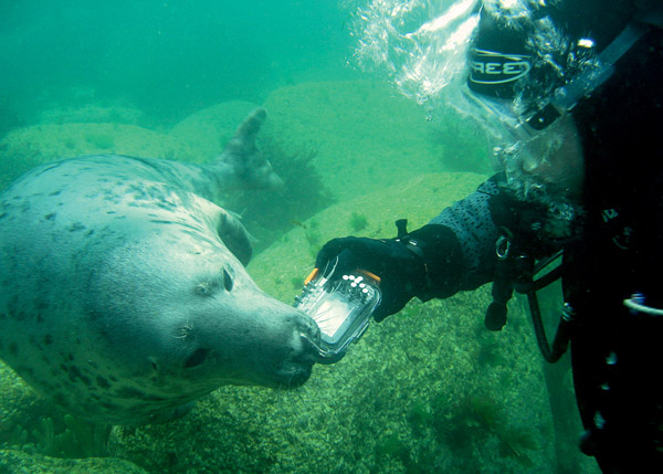 Apa pun bisa menjadi mainan potensial bagi anjing laut Lundy, termasuk kamera saku