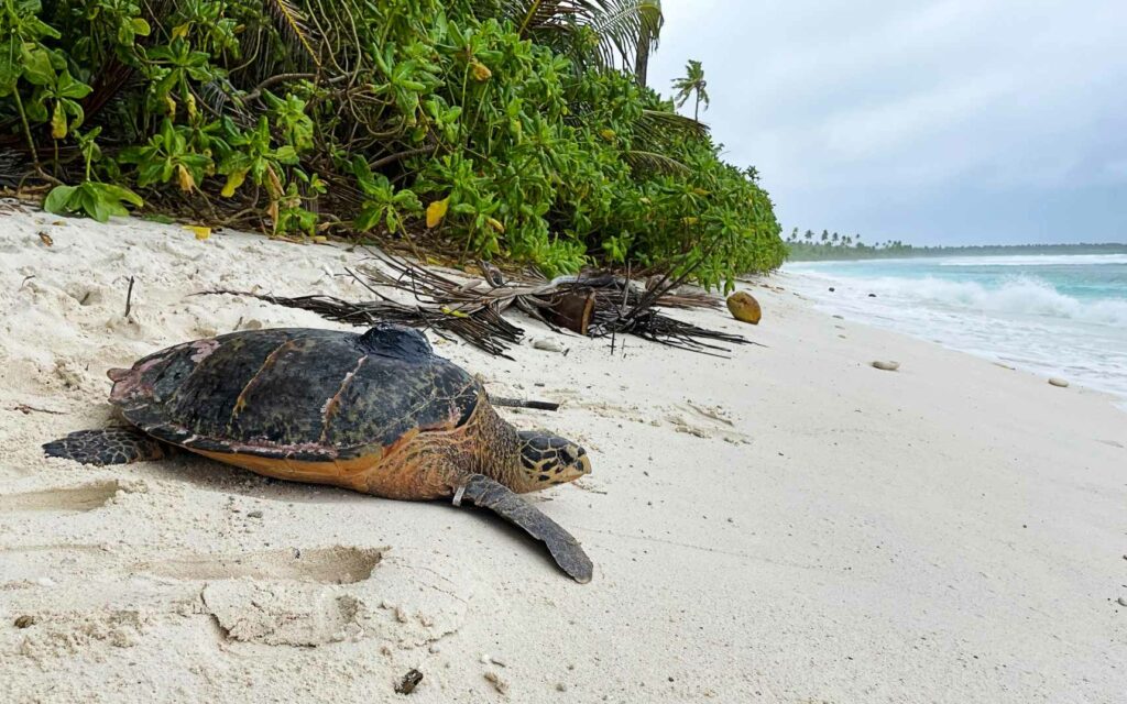 Des tortues imbriquées ont été équipées d'une étiquette après avoir niché sur Diego Garcia dans l'archipel des Chagos (Nicole Esteban)