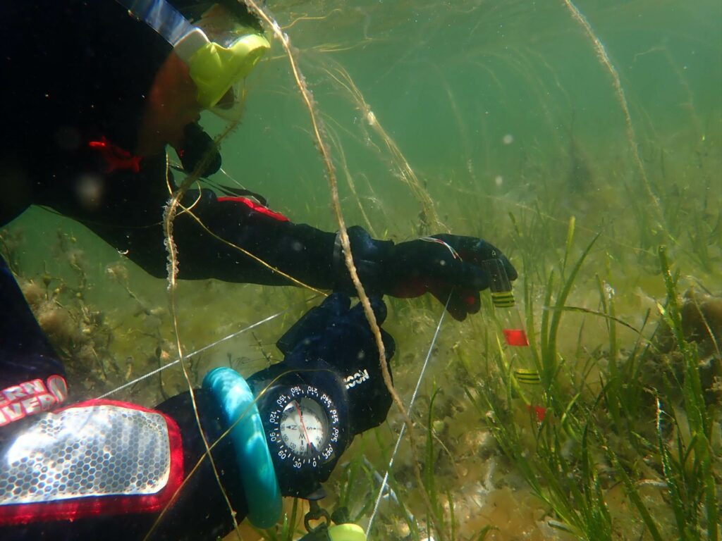 Collecting data on seagrass health during the Great Seagrass Survey (Seawilding)