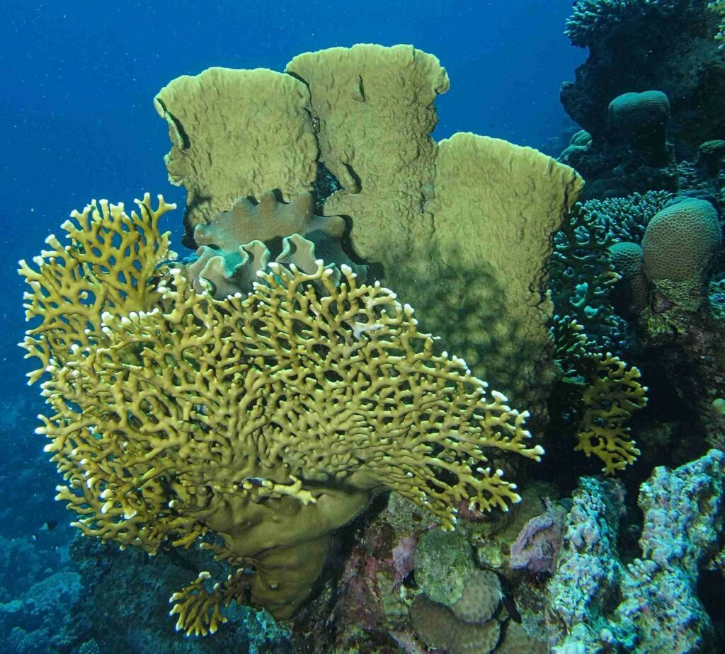 Ohnivé koraly (Derek Keats)
