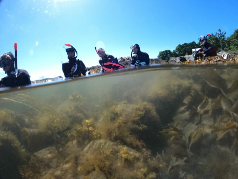The Great Seagrass Survey (Seawilding)