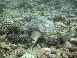 Echte Karettschildkröte auf einem Korallenriff – aber sie gehen zum Fressen viel tiefer (Jeanne A. Mortimer)