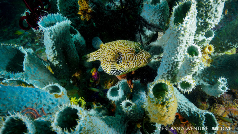 Raja Ampat Creature Feature Puffer Fish