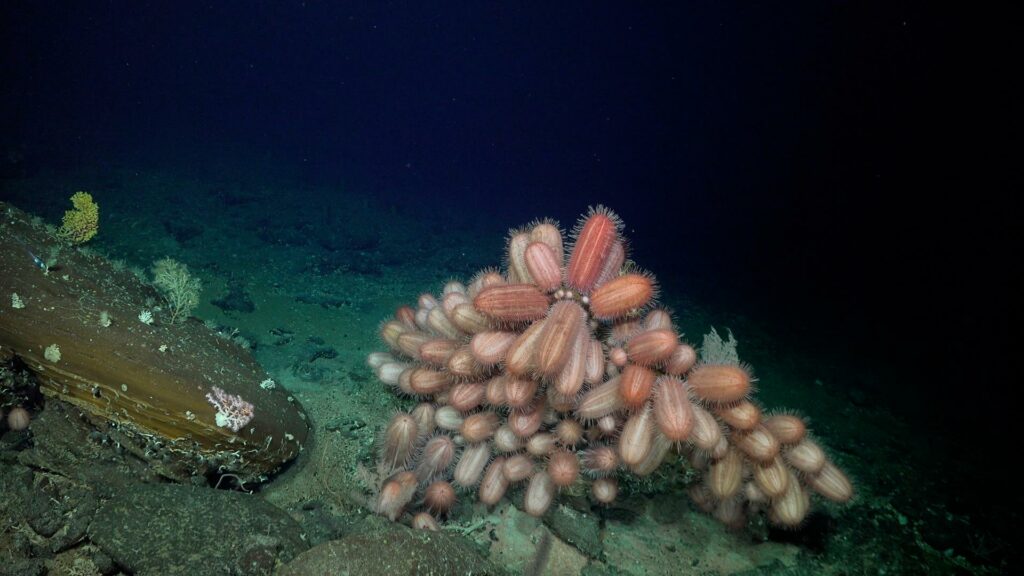 Oblong Dermechinus urchins at a depth of 516m on Seamount JF2 (ROV SuBastian : Schmidt Ocean Institute CC BY-NC-SA)