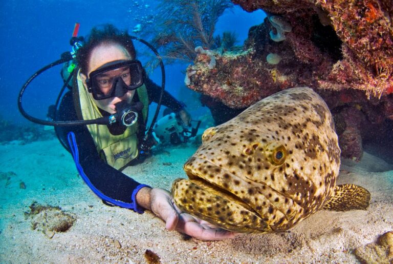 Paul Humann with a young Goliath grouper