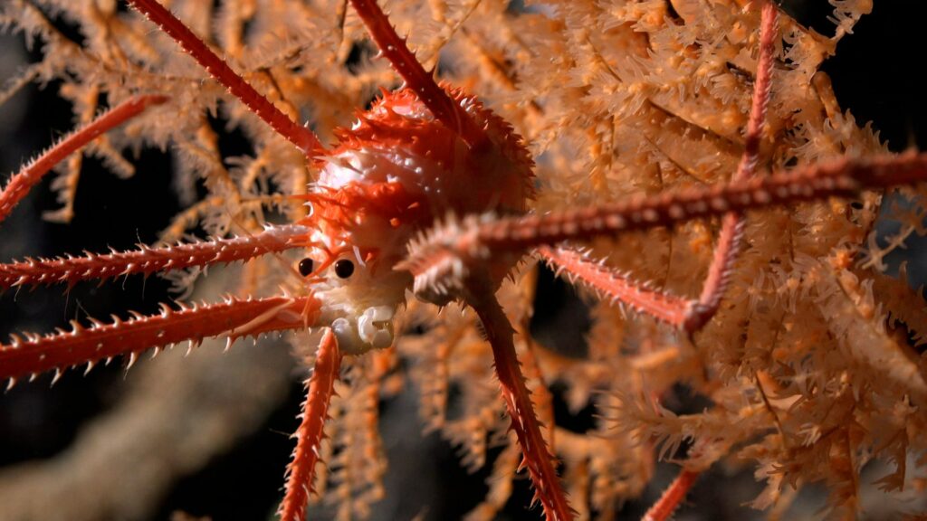 Squat lobster in coral at a depth of 669m on Seamount JF2, one of more than 100 possible new species discovered (ROV SuBastian / Schmidt Ocean Institute CC BY-NC-SA)