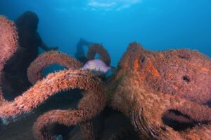 The Mermaid's Muse by Daniel Fisher with Seahorse