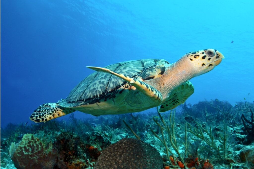 Dive Worldwide trip – turtle on the barrier reef