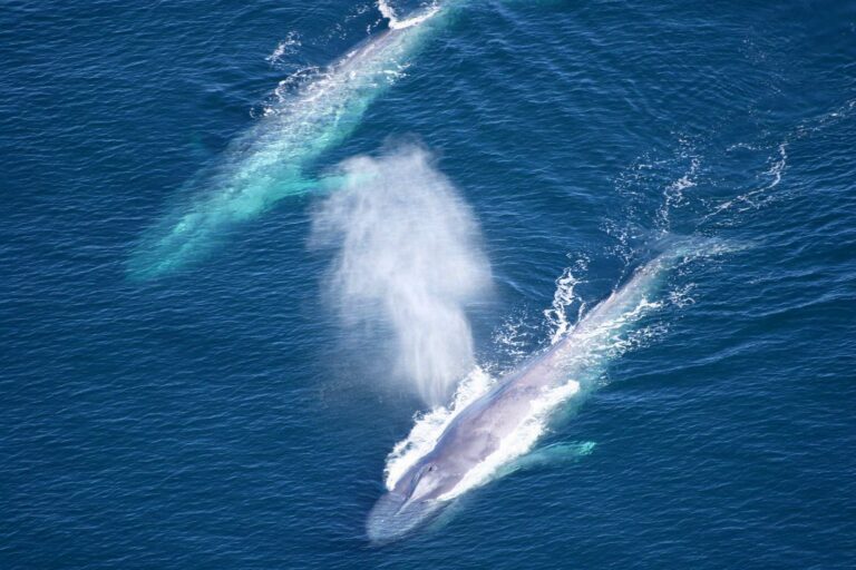Two blue whales (NOAA)