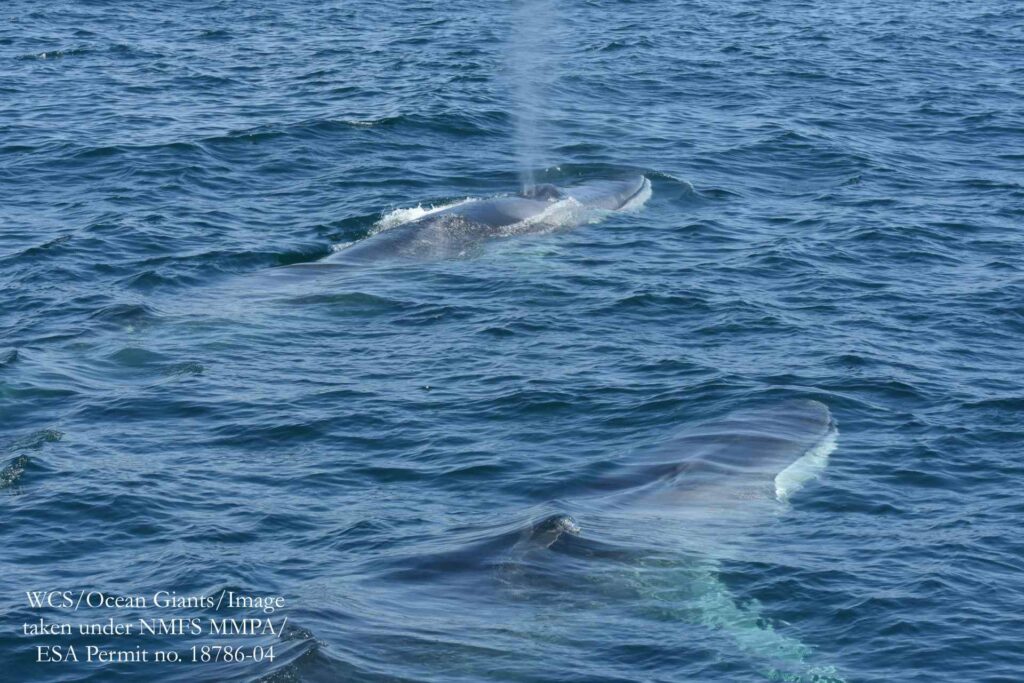 Fin whales in New York Bight (WCS)