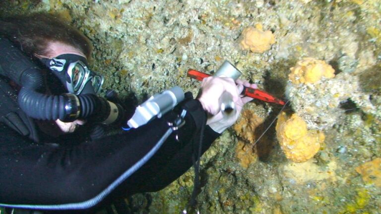 CCR diver Clark Sherman collects sponges for the new global-warming study (Clark Sherman)