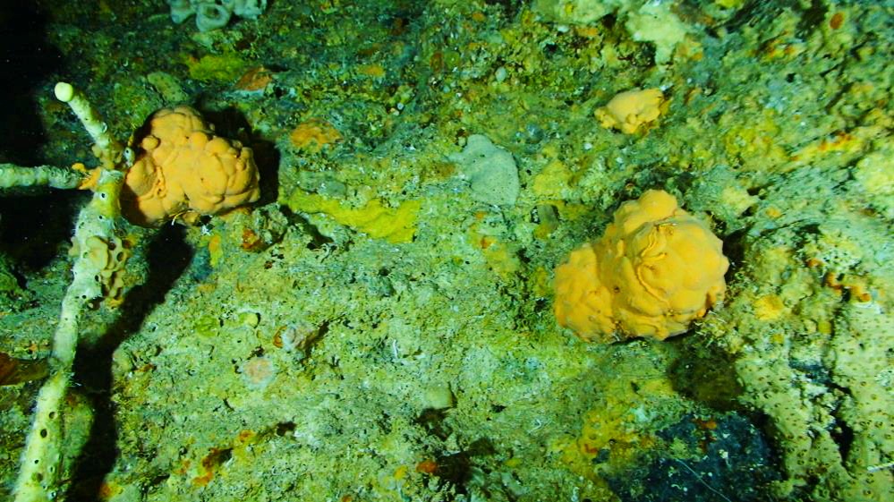 Some specimens 
of Ceratoporella nicholsoni sponges dated back 300 years (Clark Sherman)