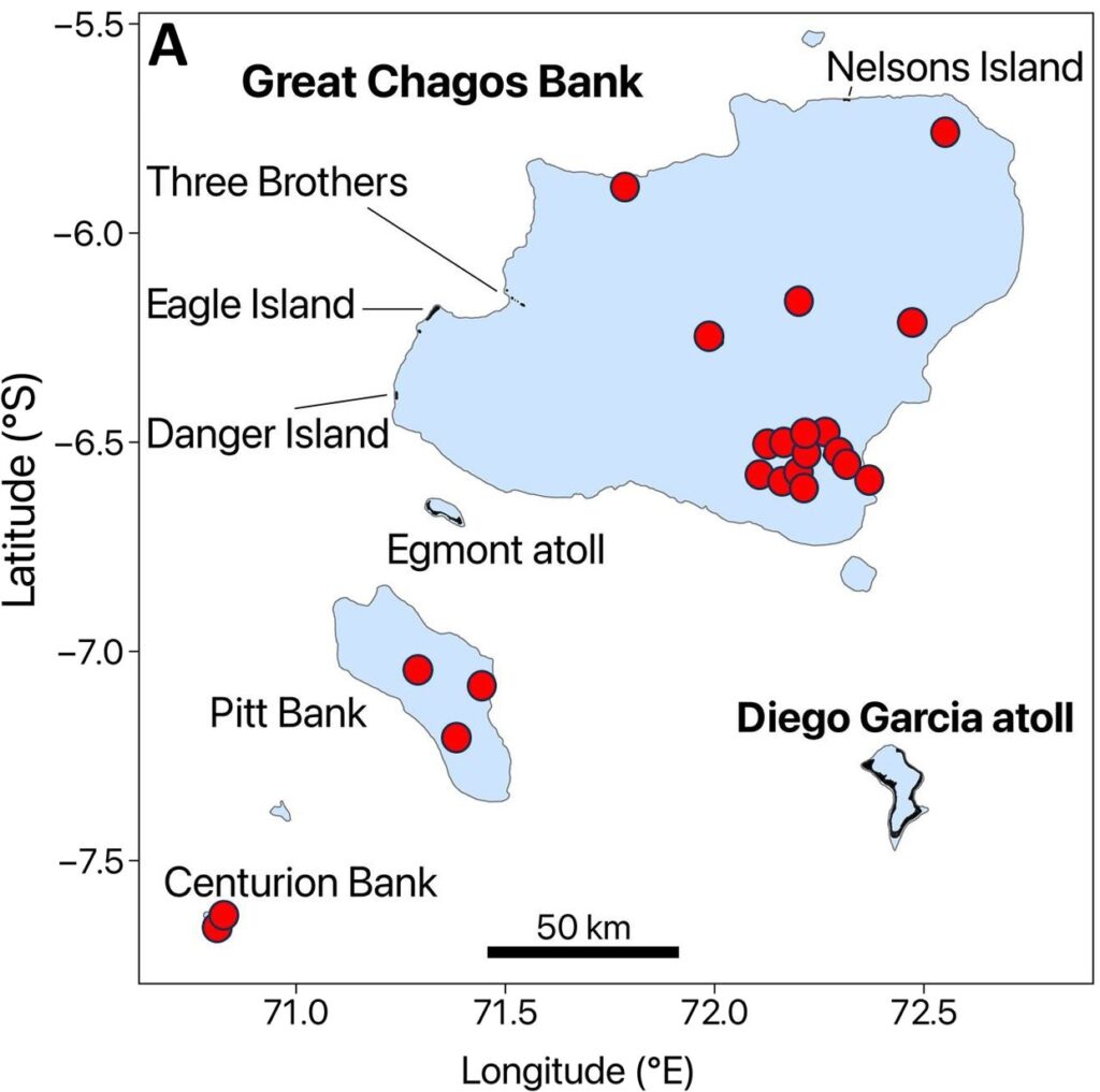 Místa pro potravu (plné kruhy) v souostroví Chagos pro 22 želv jestřábích vybavených satelitními štítky na jejich hnízdní pláži. Sedmnáct cestovalo do Great Chagos Bank, tři cestovali do Pitt Bank a dva cestovali do Centurion Bank. Modré stínování představuje vodu mělčí než přibližně 100 m. Ostrovy na atolech jsou označeny černě: Diego Garcia (kde byly připevněny štítky), Egmont Atoll, Danger Island, Eagle Island, Three Brothers a Nelson Island (Science Advances)