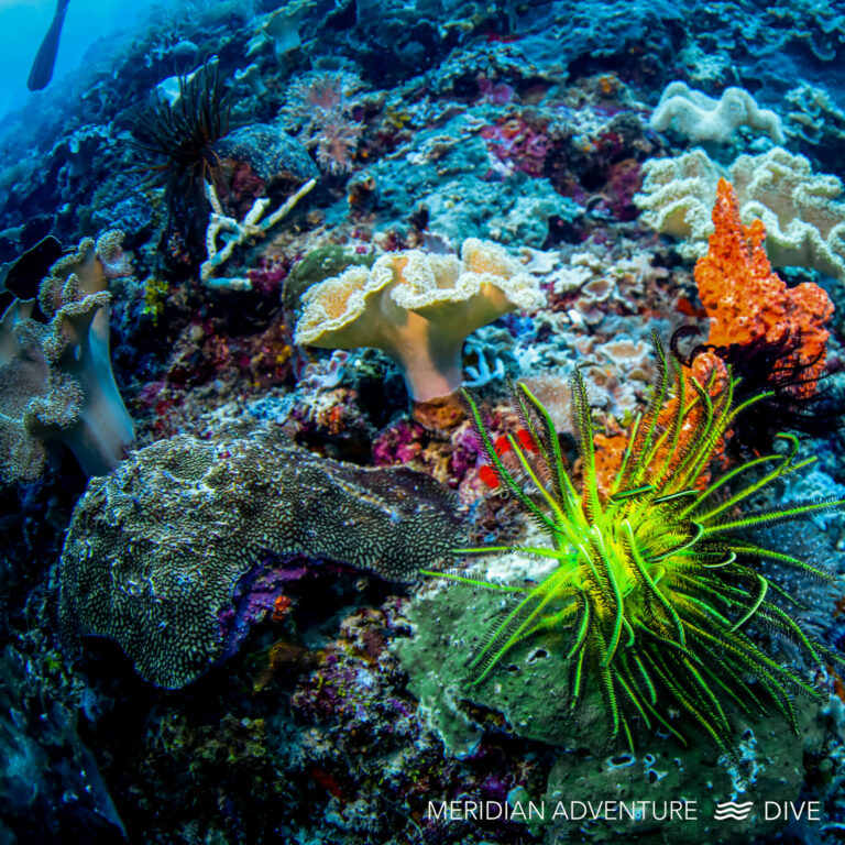 라자암팟의 건강한 산호초