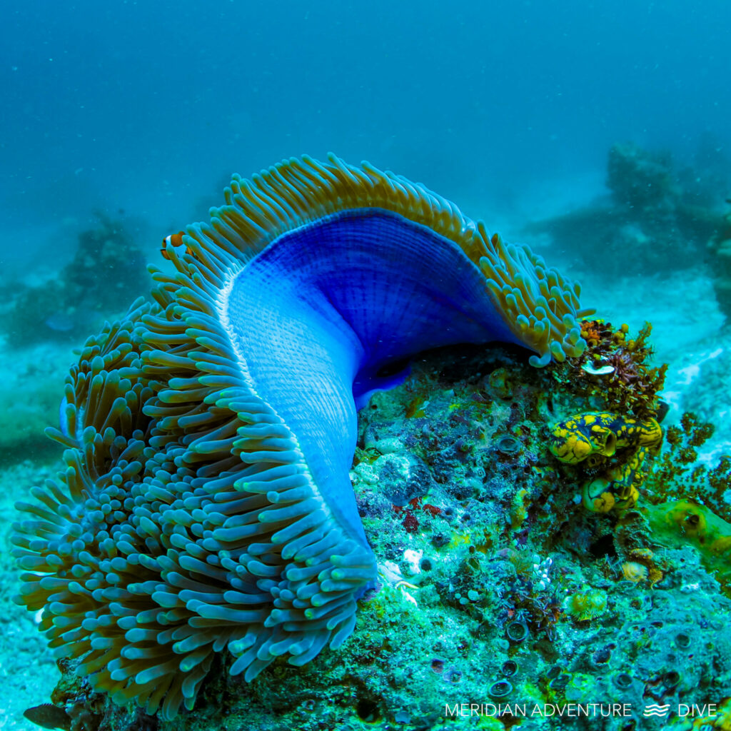 四王群岛的健康珊瑚礁 3