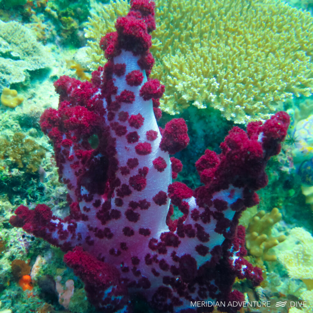Corals 03