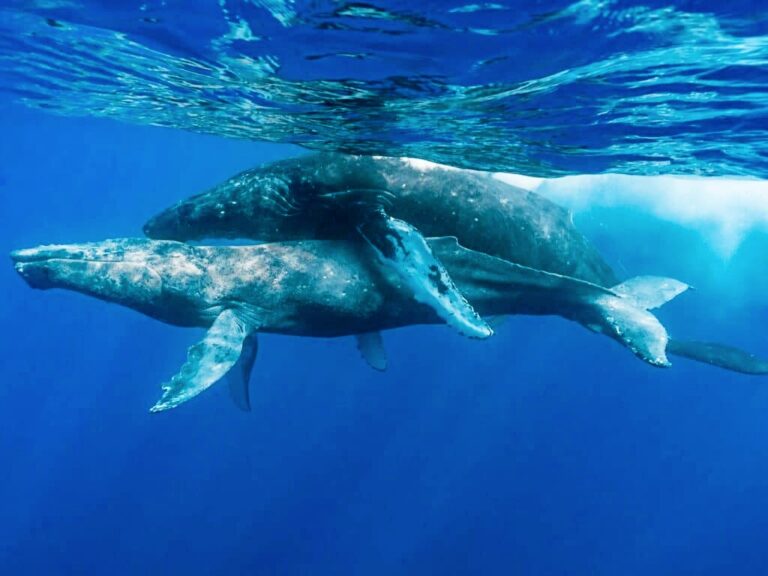 Dua ekor ikan paus bungkuk jantan bersanggama di Hawaii (Lyle Krannichfeld / Brandi Romano)