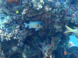 Raja Ampat būtybės funkcija Solider Fish