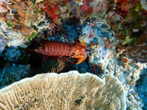 Gné créatúir Raja Ampat Peacock Mantis Shrimp