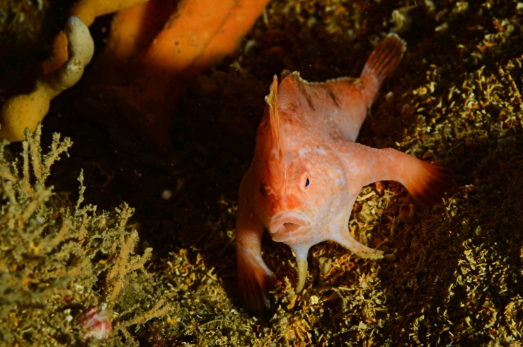 Seekor ikan handfish berwarna merah muda tampak sama terkejutnya dengan penyelam bangkai kapal yang melihatnya (James Parkinson)