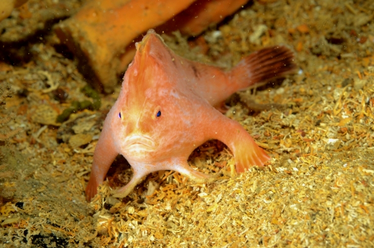 Ikan tangan merah jambu di bangkai Tasman (James Parkinson)