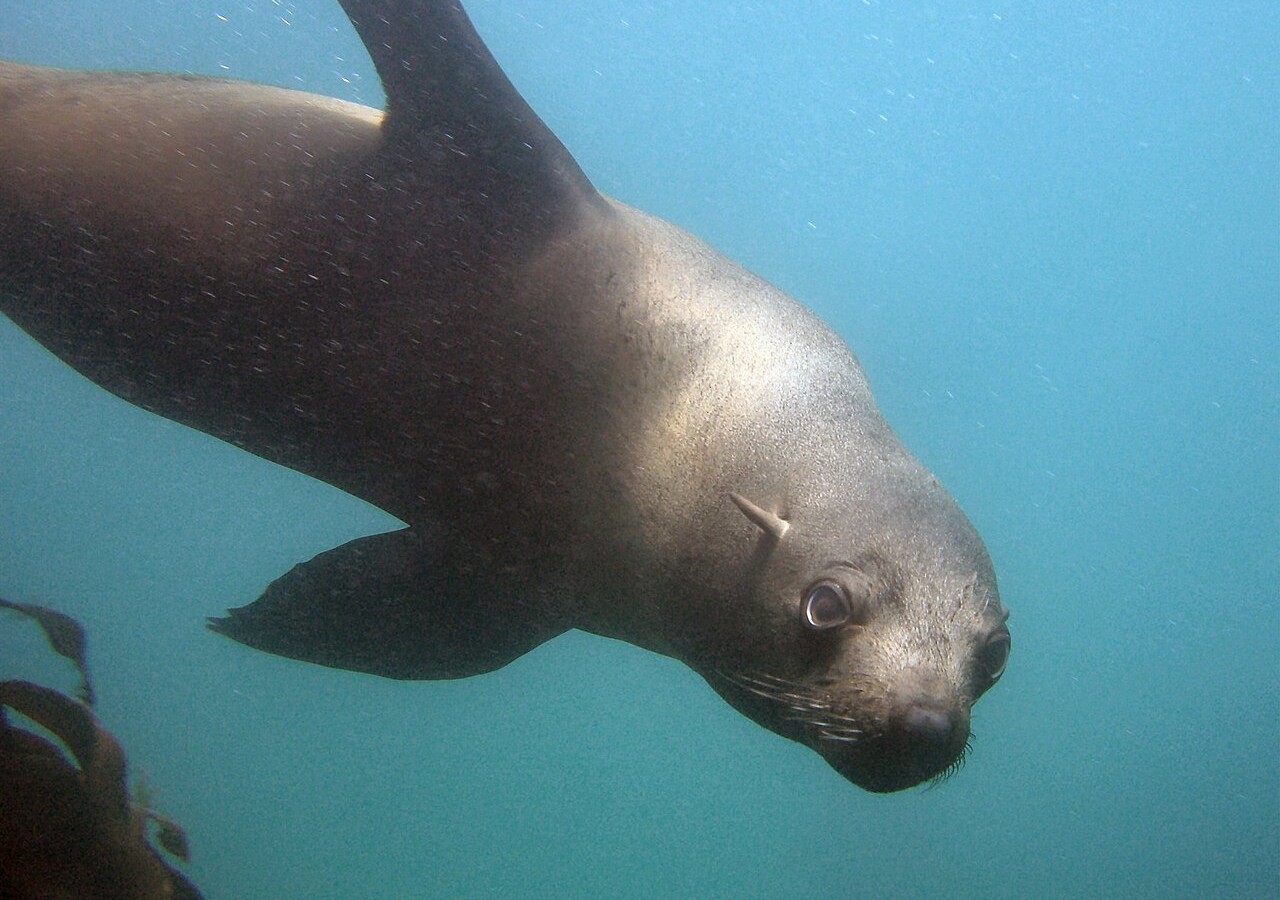 Una foca morde sei subacquei – causa sconosciuta