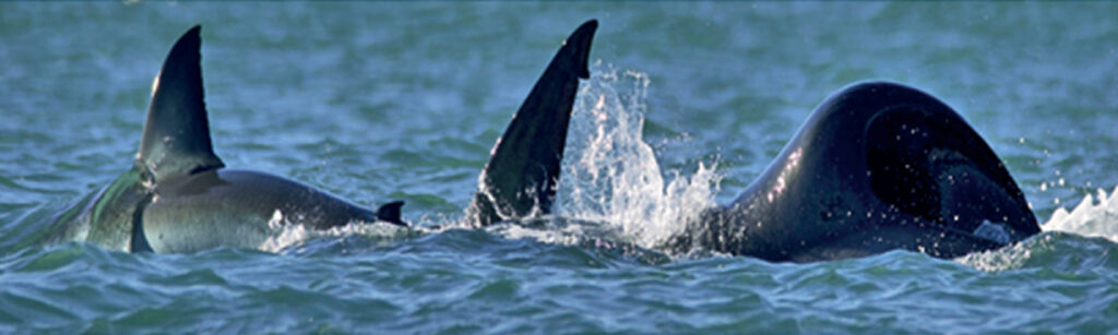 A orca Estibordo agarra a nadadeira peitoral esquerda do grande tubarão branco parcialmente imobilizado, empurrando-o para frente (Christiaan Stopforth & Francesca Romana Romeiro / SSCSI)