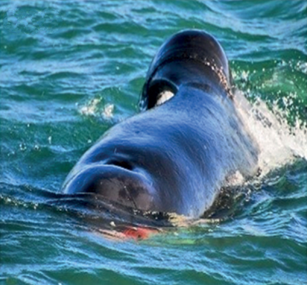 Lone orca killed great white shark in 2 minutes