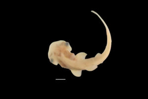 La tête caractéristique en forme de marteau devient tout juste visible sur cette image d’un requin bonnethead embryonnaire. La barre d'échelle = 1 cm (Steven Byrum & Gareth Fraser / Département de biologie, Université de Floride)