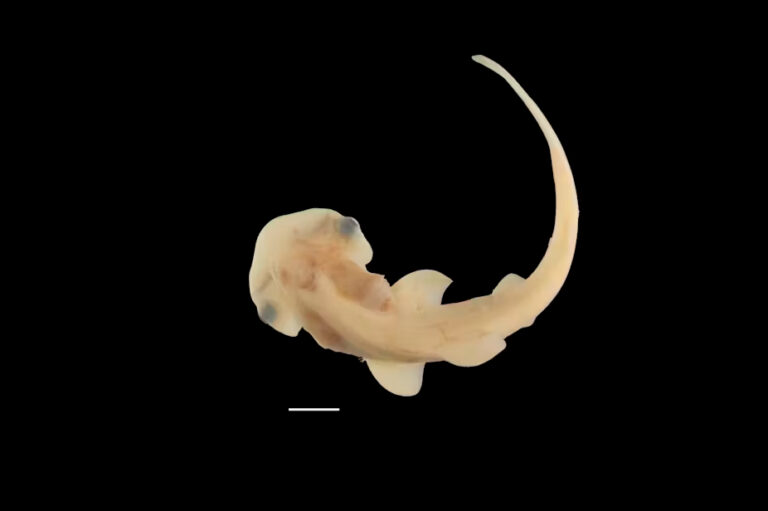 La caratteristica testa a forma di martello sta diventando appena visibile in questa immagine di uno squalo bonnethead embrionale. La barra della scala = 1 cm (Steven Byrum & Gareth Fraser / Dipartimento di Biologia, Università della Florida)