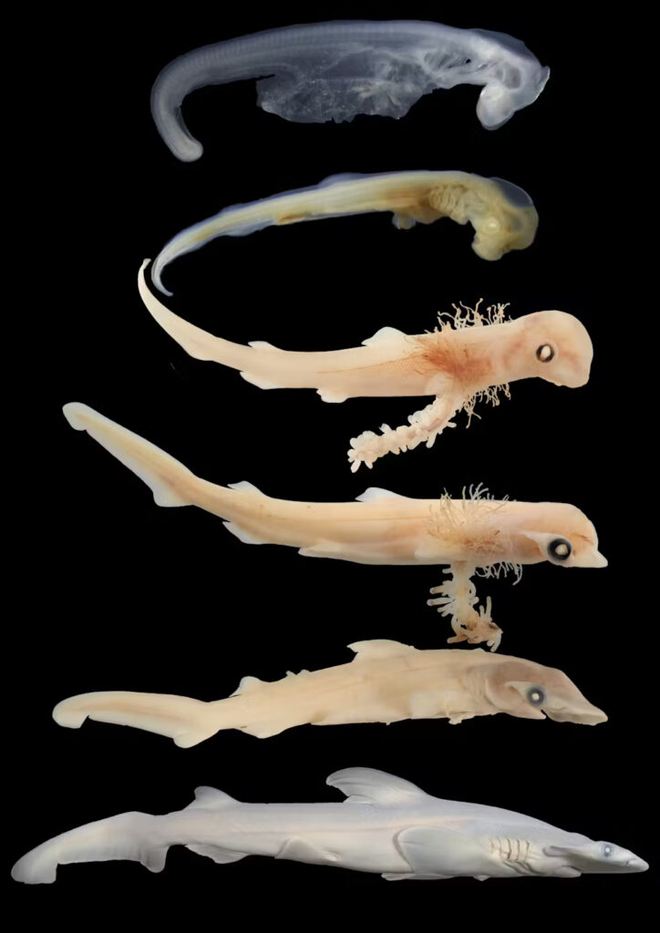 Immagini di embrioni di età diverse rivelano come si sviluppano gli squali nell'utero. (Steven Byrum e Gareth Fraser / Dipartimento di Biologia, Università della Florida)