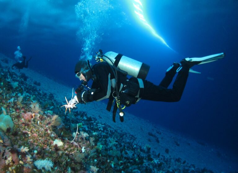 Amy Moran durante un'immersione di ricerca, raccoglie un grosso ragno marino (R Robbins)