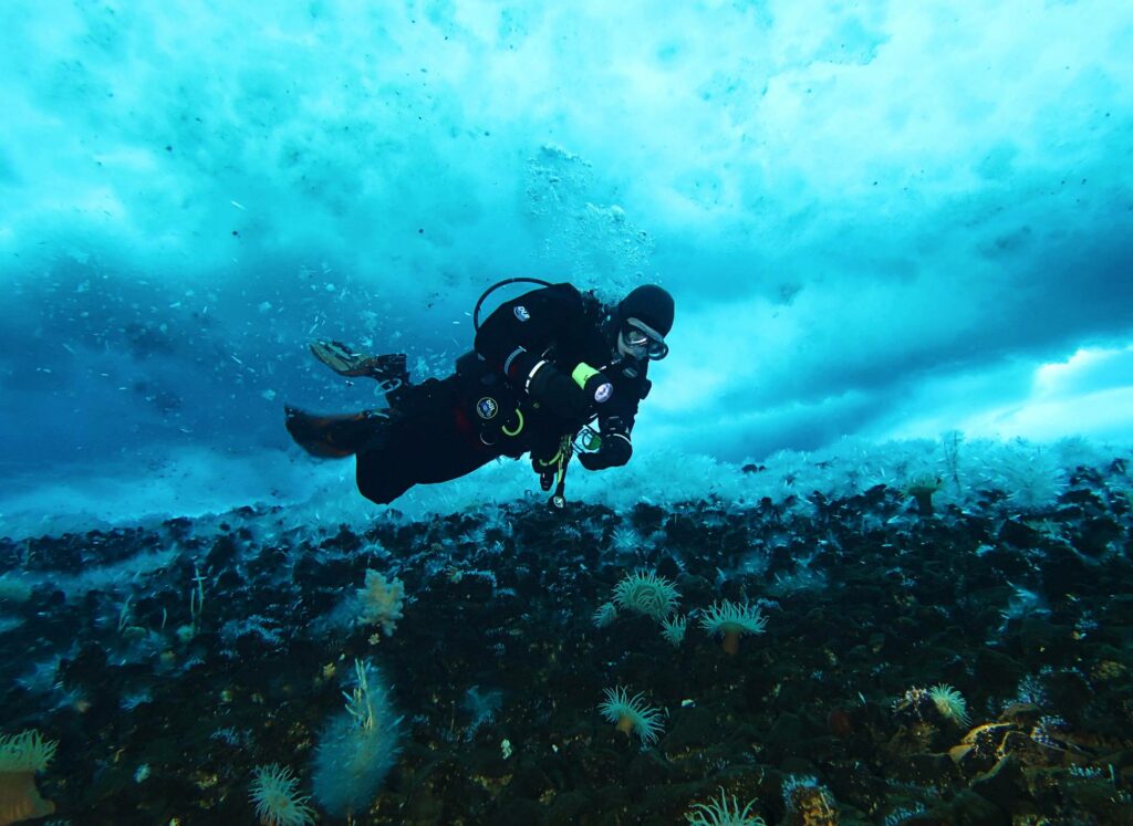 Aaron Toh em um mergulho de pesquisa, coletando aranhas marinhas (S Rupp)